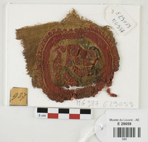 orbiculus ; fragment