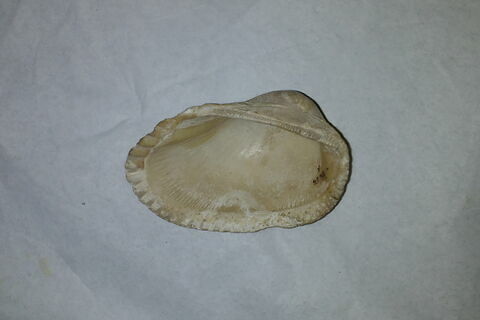 coquillage, image 2/2