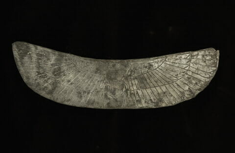 pectoral