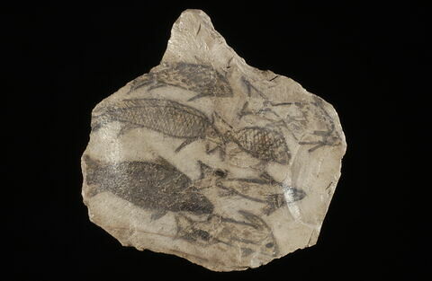 ostracon figuré, image 4/4