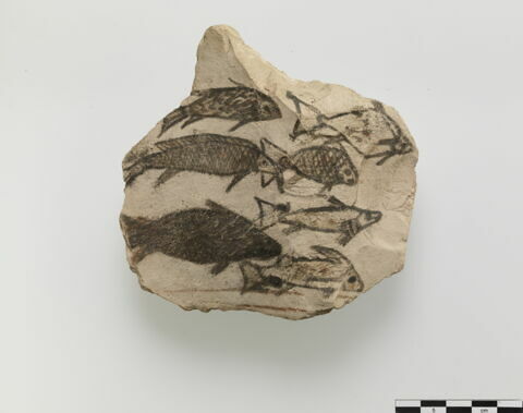 ostracon figuré
