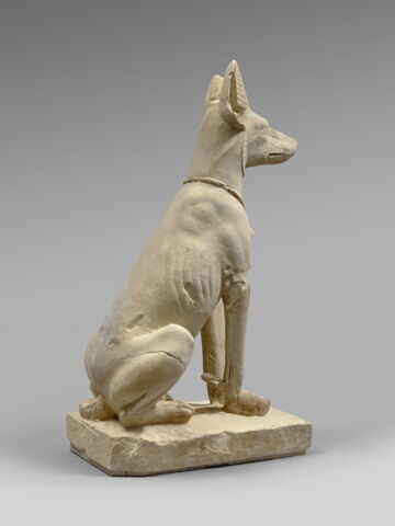 Chien d'Assiout, image 6/7