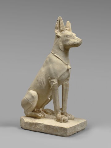 Chien d'Assiout, image 7/7