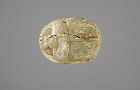 scarabée, image 2/2