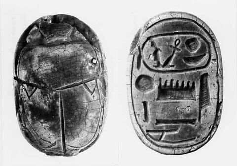 scarabée, image 7/7