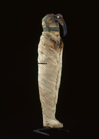 momie d'ibis, image 4/4