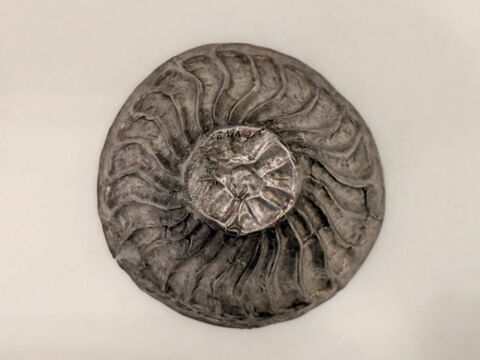 bol ; coupe, image 2/5