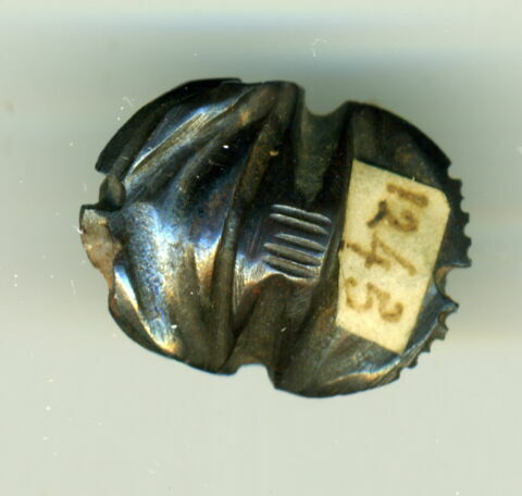 scarabée à ventre détaillé, image 2/2
