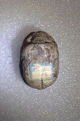 scarabée, image 2/2