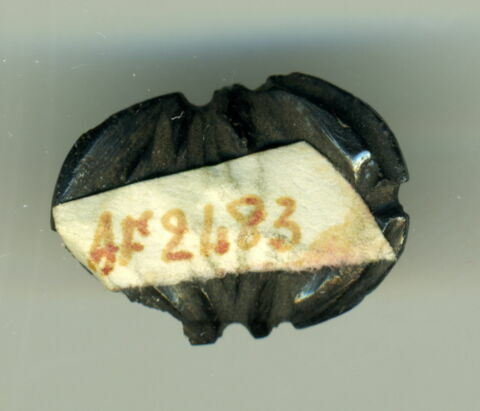 scarabée à ventre détaillé, image 2/2