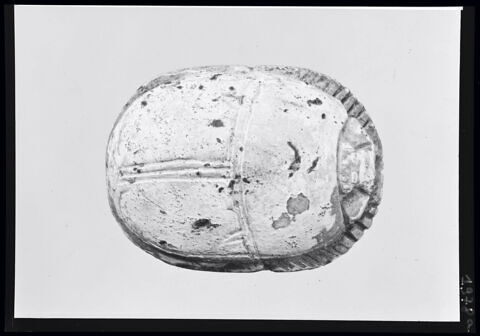 scarabée, image 5/5