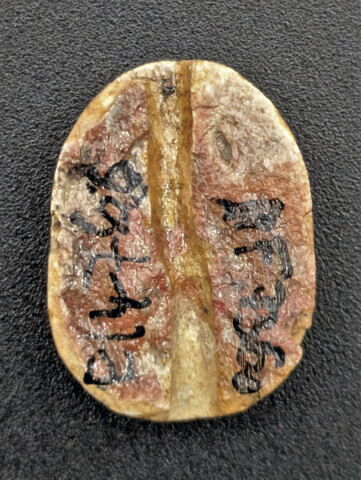 scarabée, image 2/2