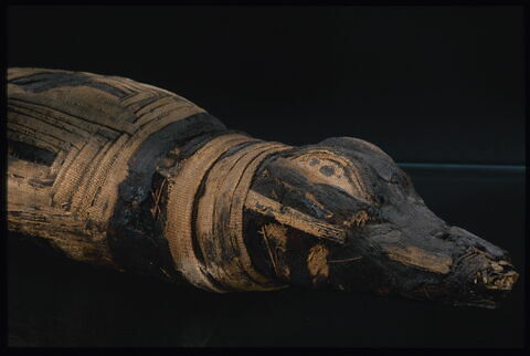 momie de crocodile ; momie d'animal en gaine à tête dégagée, image 2/3