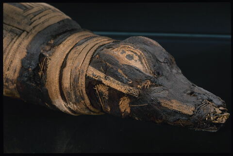momie de crocodile ; momie d'animal en gaine à tête dégagée, image 3/3