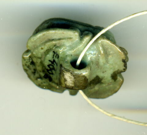 scarabée à ventre détaillé, image 2/2