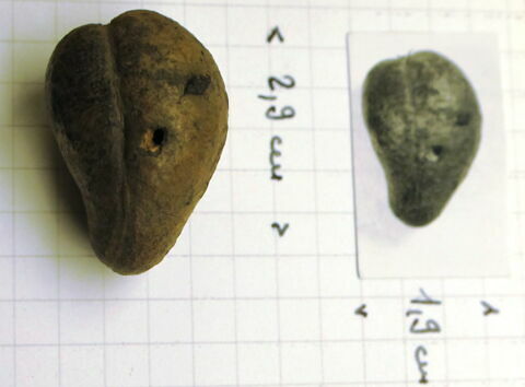 gousse d'acacia, image 2/2