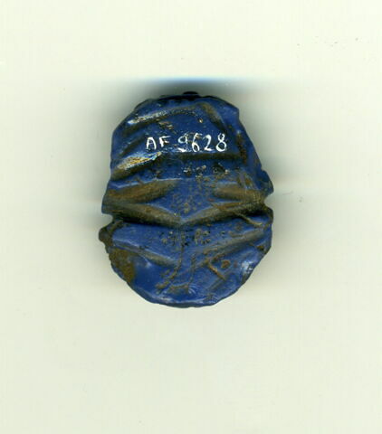 scarabée à ventre détaillé, image 3/3