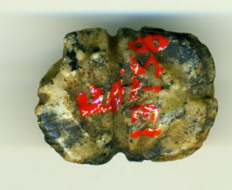 scarabée à ventre détaillé, image 2/2