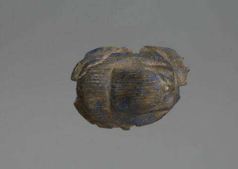 scarabée à ventre détaillé, image 4/5