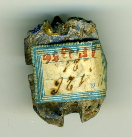 scarabée, image 2/2