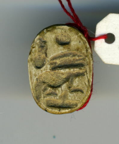 scarabée, image 5/5