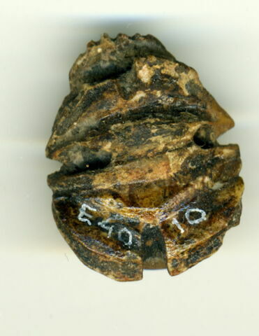 scarabée à ventre détaillé, image 2/2