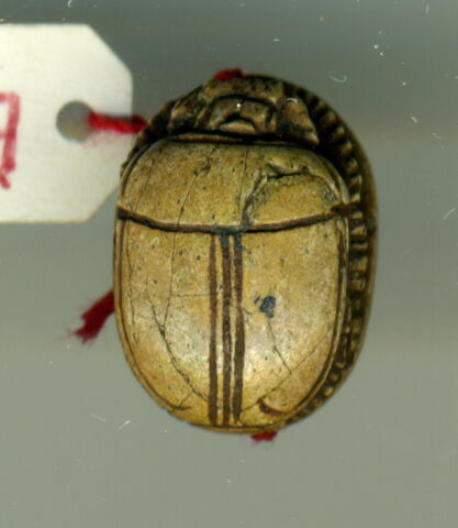scarabée, image 2/2