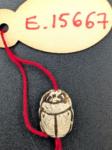 scarabée, image 2/2