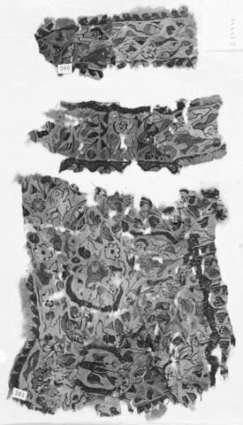 orbiculus ; fragment, image 3/3