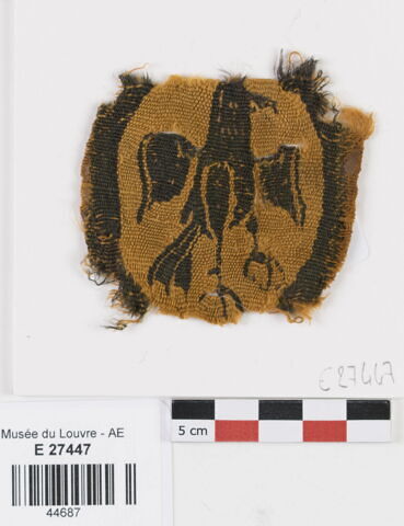 orbiculus ; fragment