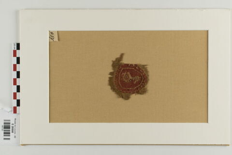 orbiculus ; fragment