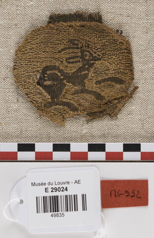 orbiculus, image 2/3