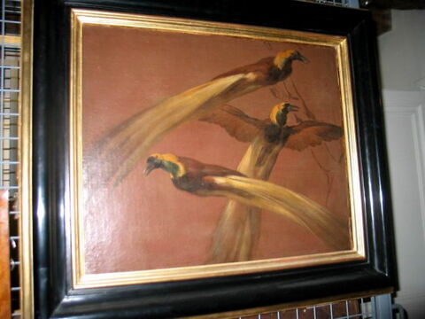 Oiseaux de paradis, image 2/3