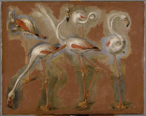Études de flamands roses