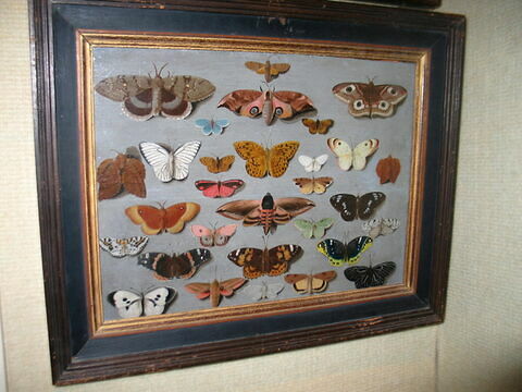 Papillons, image 6/6
