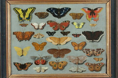 Papillons, image 5/6
