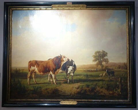 Taureau et vaches