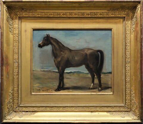 Cheval arabe de profil à gauche