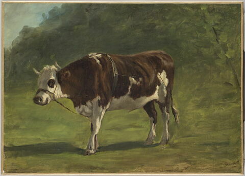 Étude de boeuf avec entrave