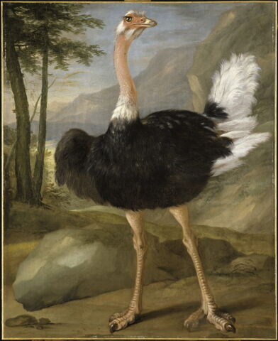 Autruche. Étude
