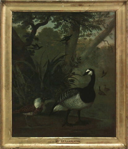 Une Bernache nonnette et un combattant, image 2/2
