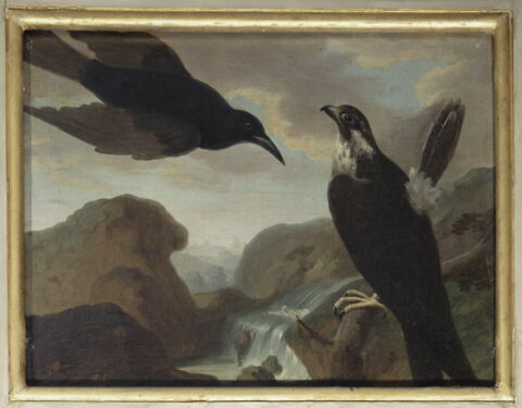 Faucon et corbeau