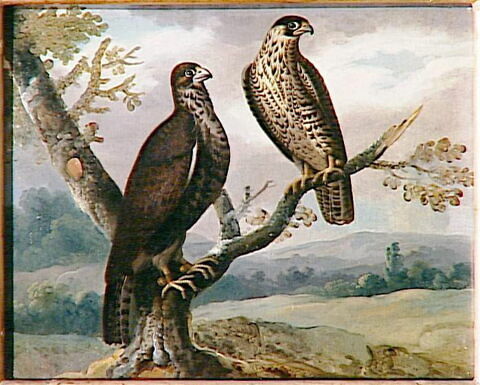 Deux émouchets