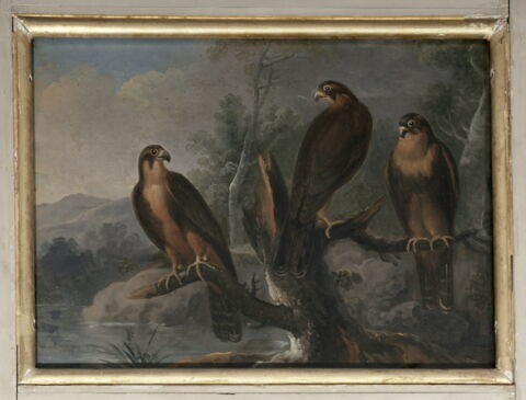 Trois petits oiseaux de proie