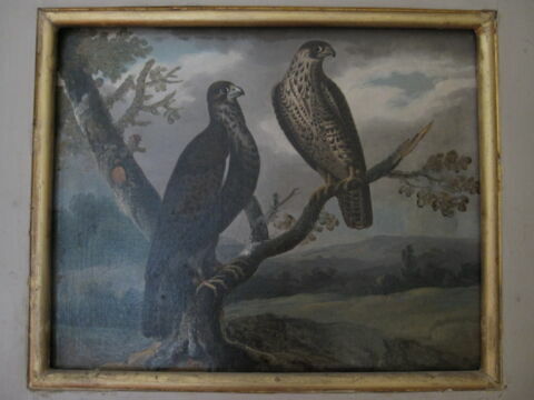 Deux oiseaux de proie terrassant une pie, image 2/2