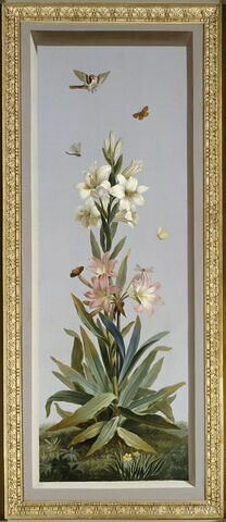 Huit tableaux représentant diverses espèces de lys : Strelitzia Reginae (Strelitzia de la Reine)