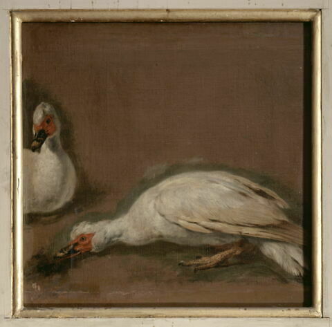 Deux canards de Barbarie blancs