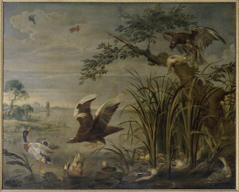 Aigles s'abattant sur des canards, image 6/6