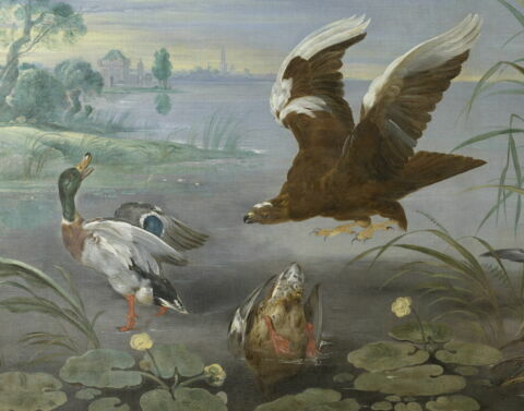 Aigles s'abattant sur des canards, image 3/6