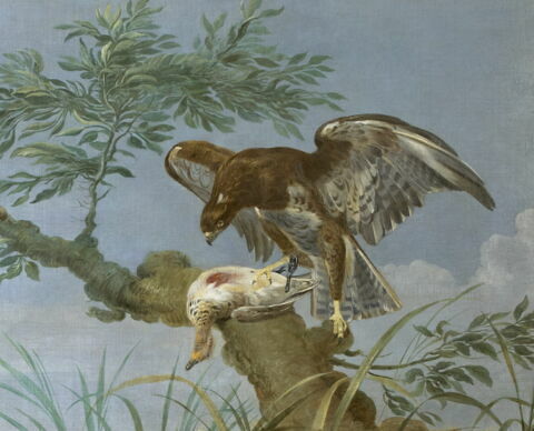 Aigles s'abattant sur des canards, image 4/6